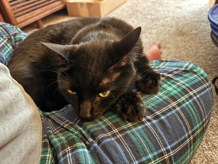 Mastodon Post 2025-02-01