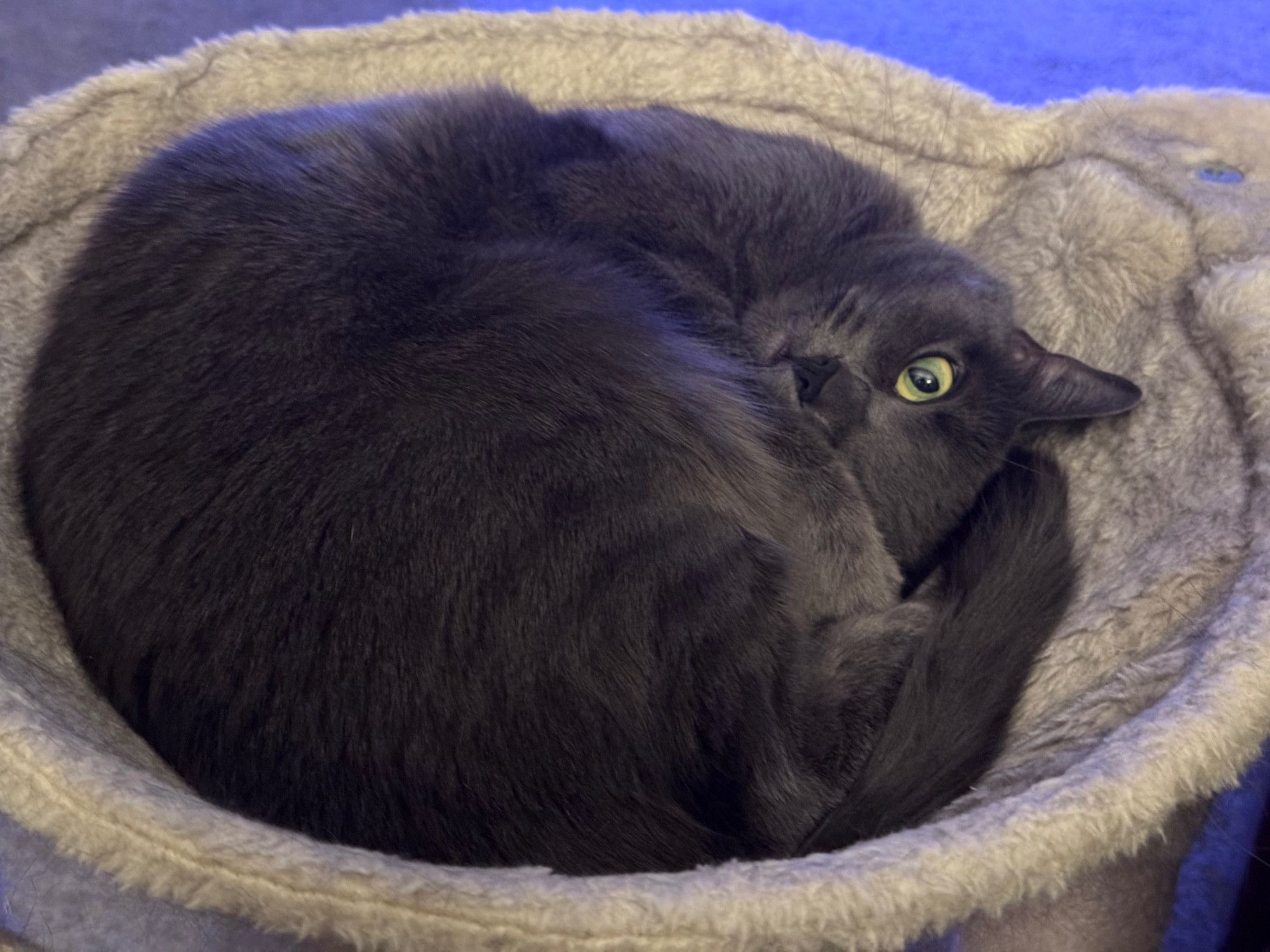 Bluesky Post 2025-03-09