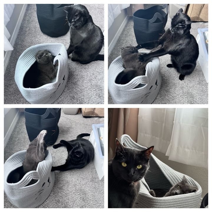 Bluesky Post 2024-02-17