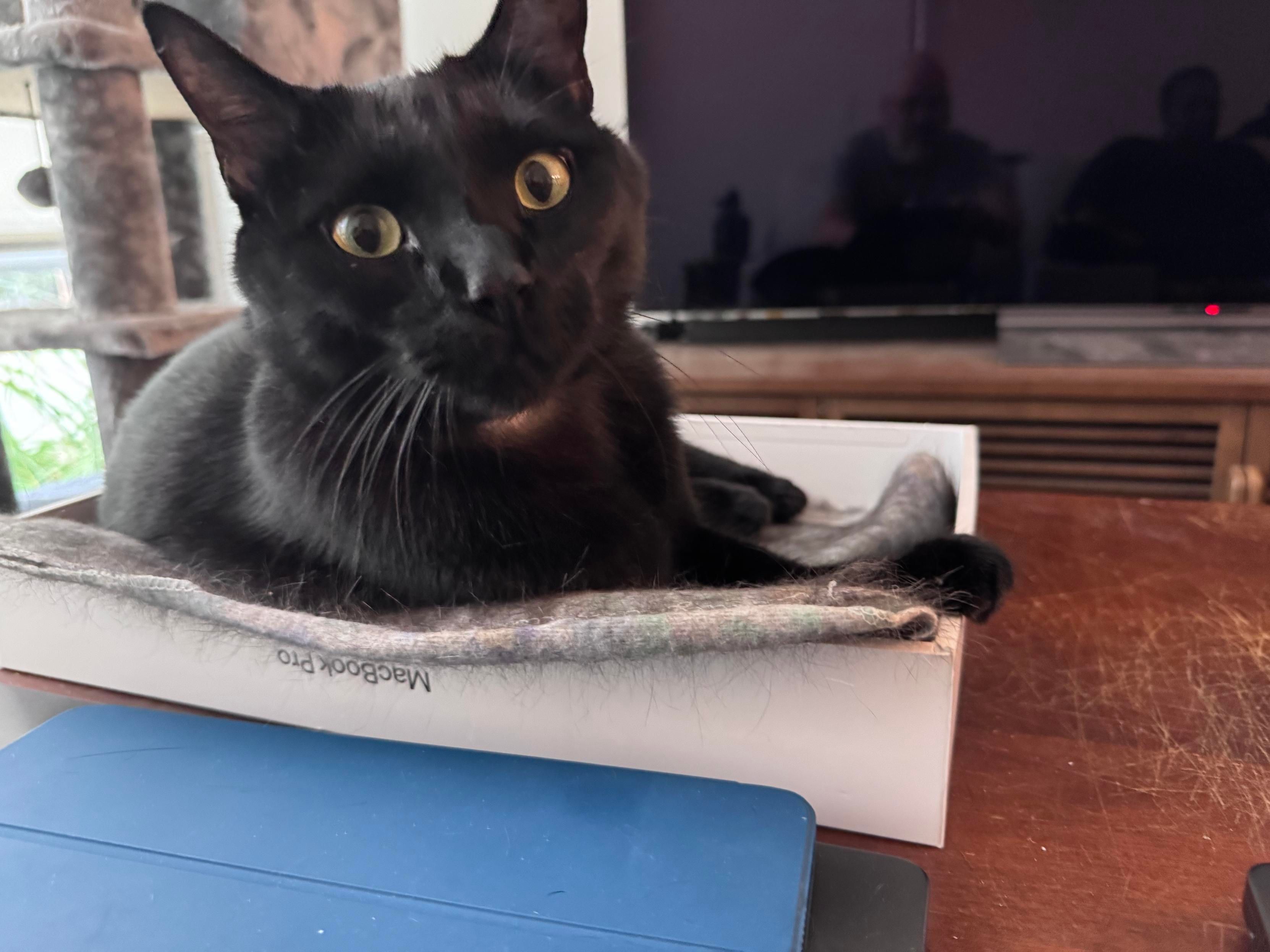 Mastodon Post 2025-08-17