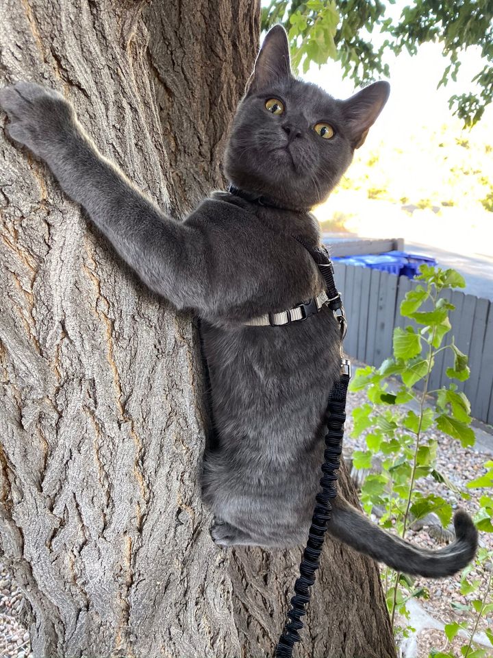 Mastodon Post 2023-04-01