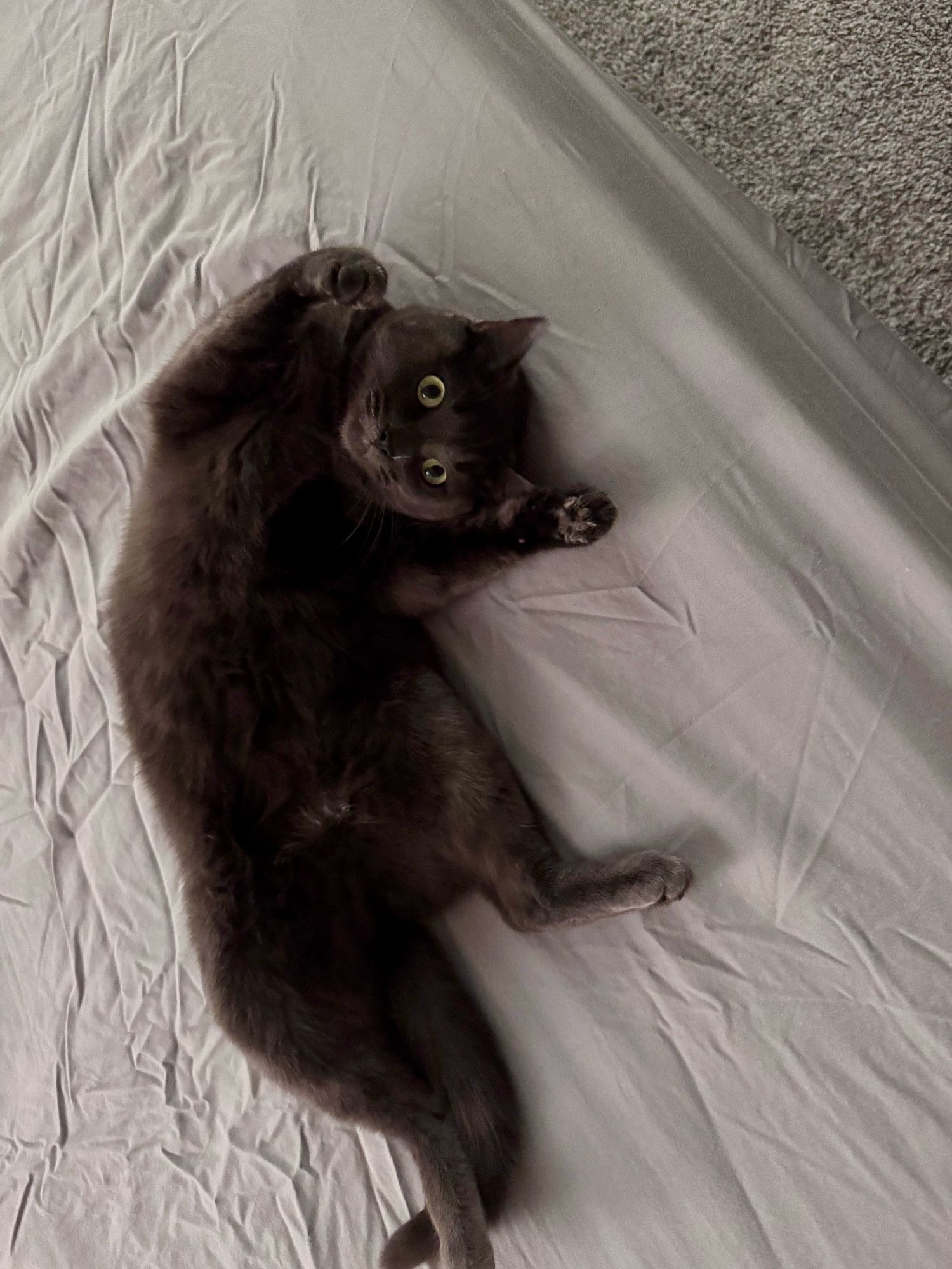 Bluesky Post 2024-11-30