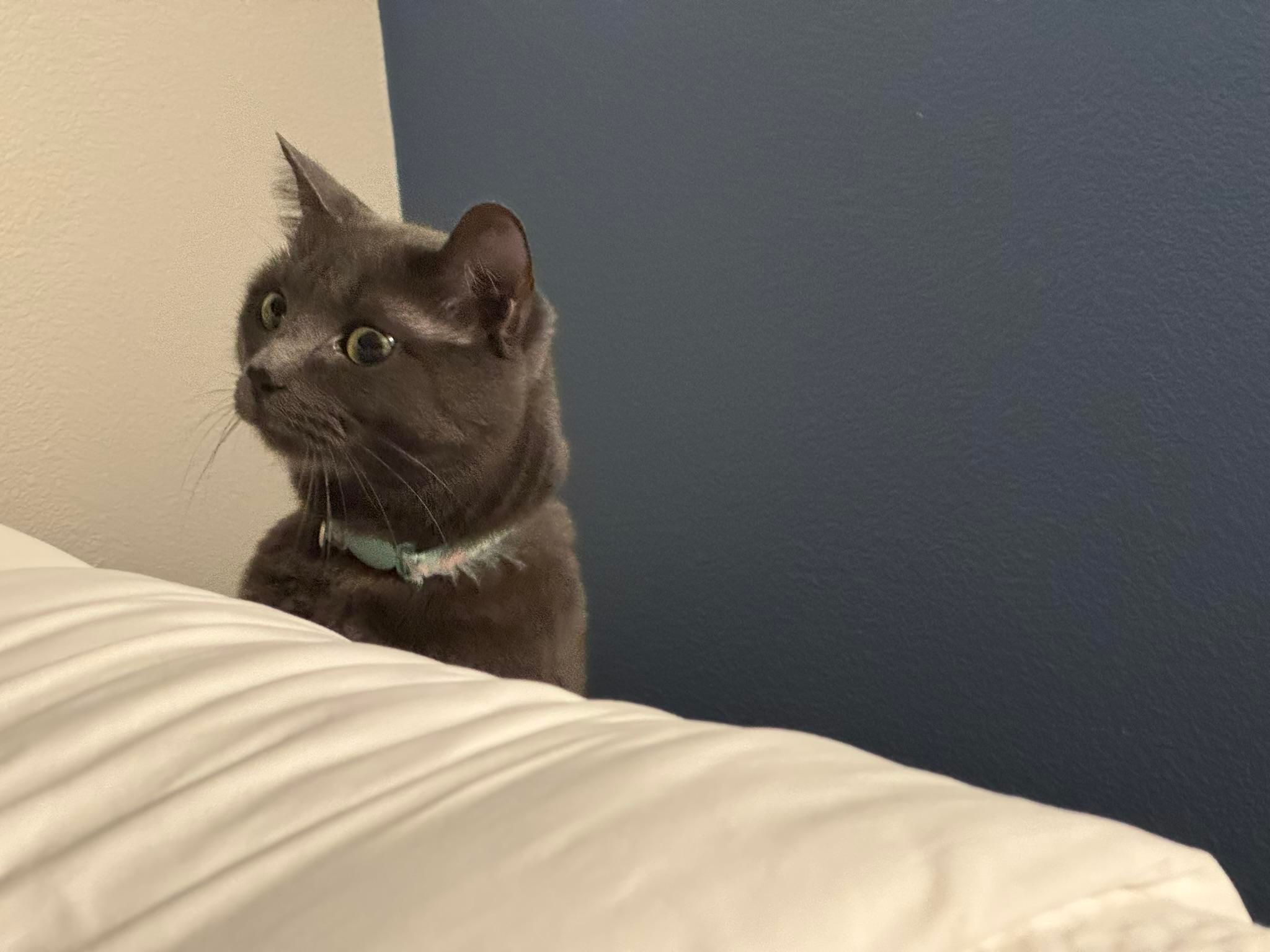 Mastodon Post 2025-07-12