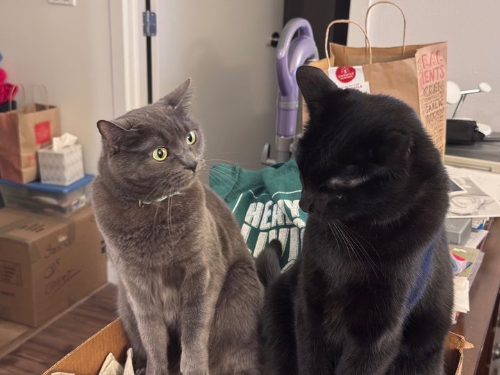 Bluesky Post 2025-07-20