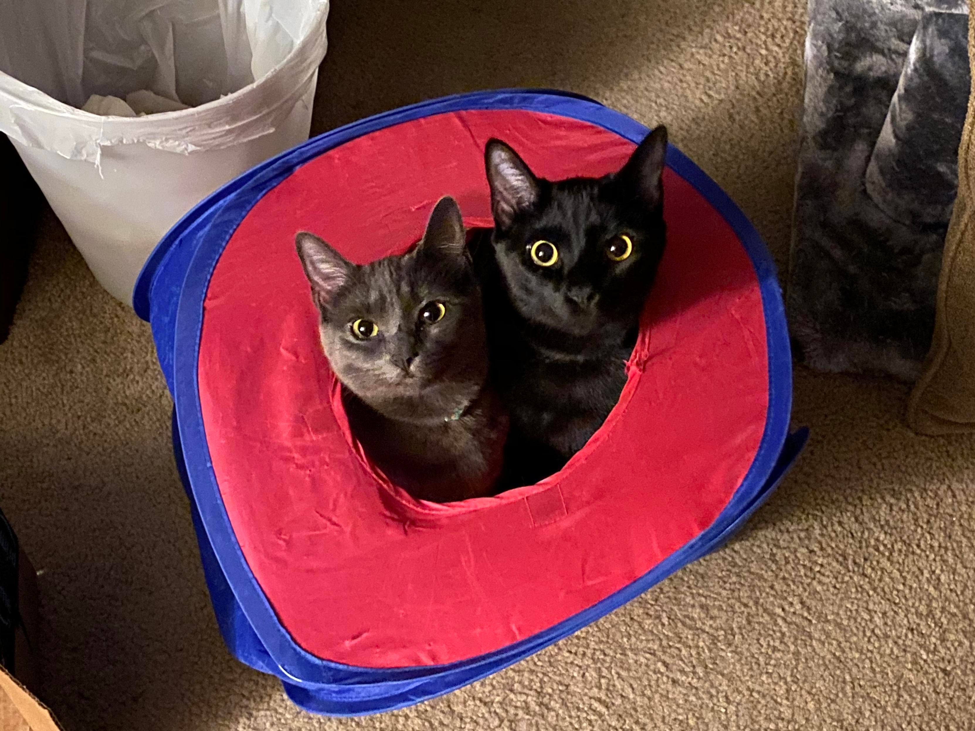 Mastodon Post 2025-03-01