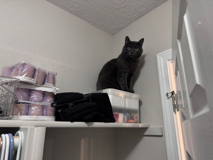 Bluesky Post 2024-07-06