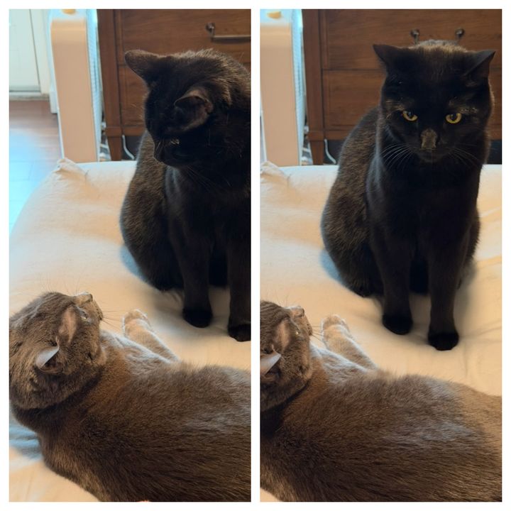 Bluesky Post 2026-01-31