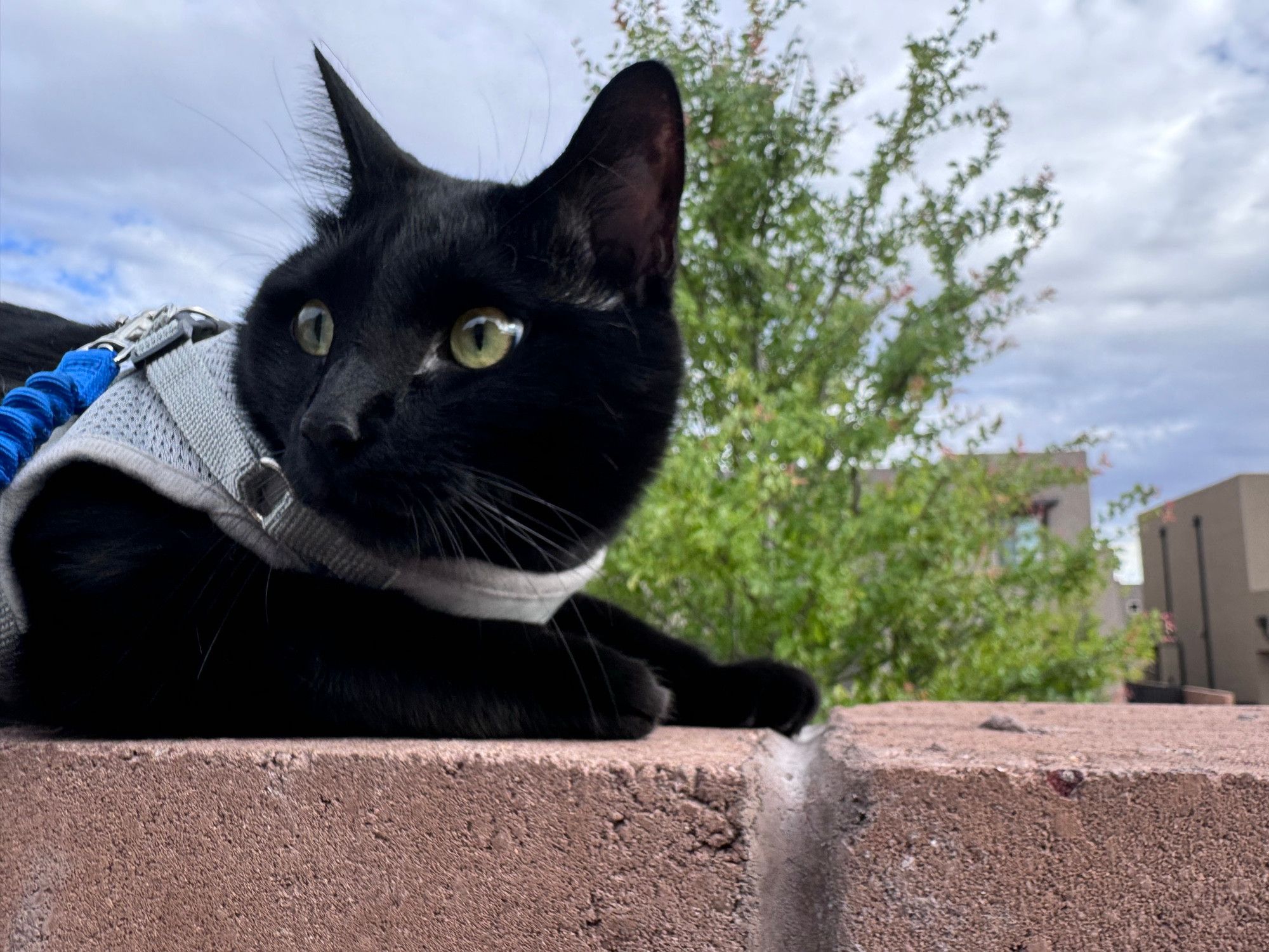 Bluesky Post 2025-04-26