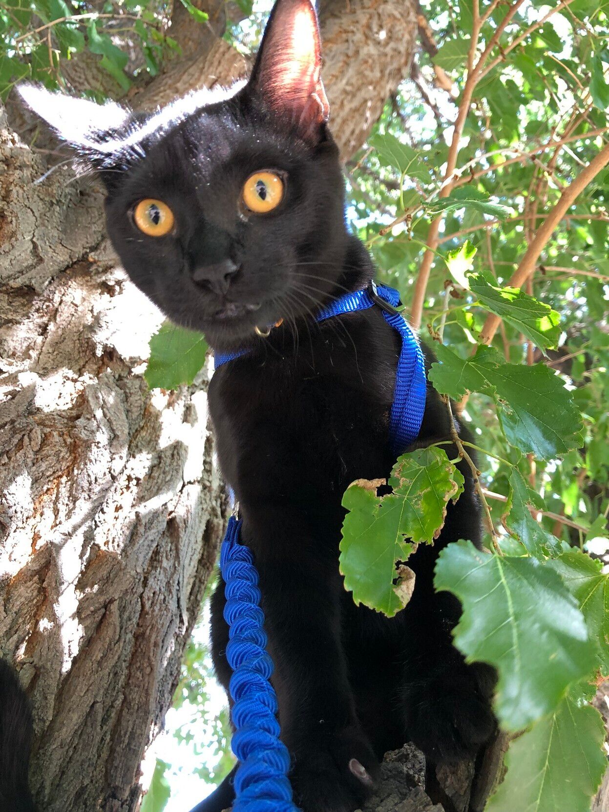 Mastodon Post 2023-08-17